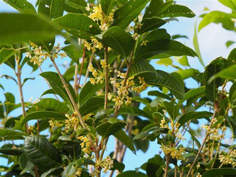 後院種桂花|【後院種桂花】後院種桂花，好運財運旺旺來！